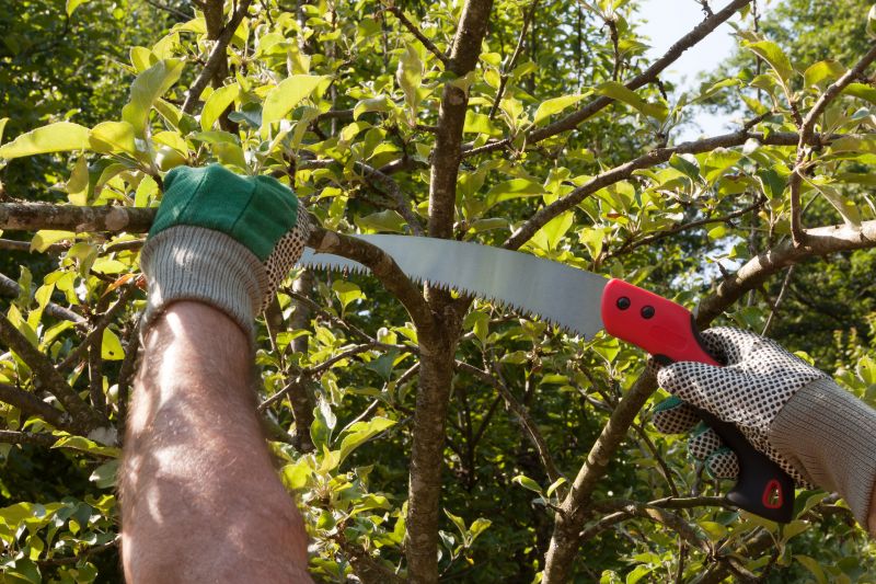 Peach Tree Pruning in San Jose, CA